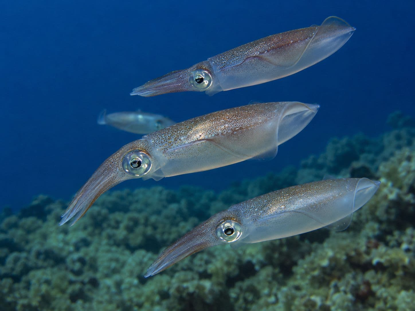 Foto de calamares