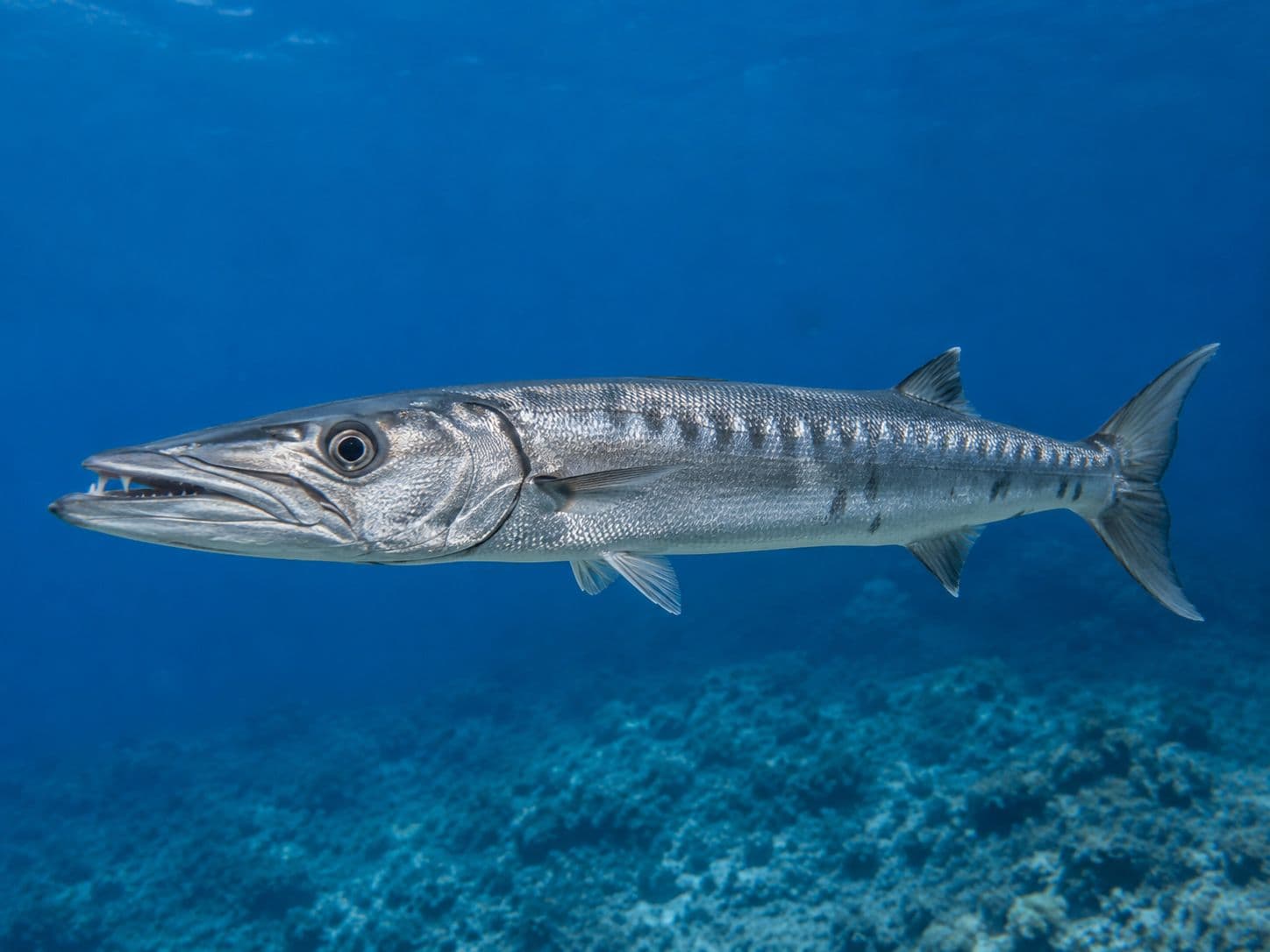 Foto de espetón (barracuda)
