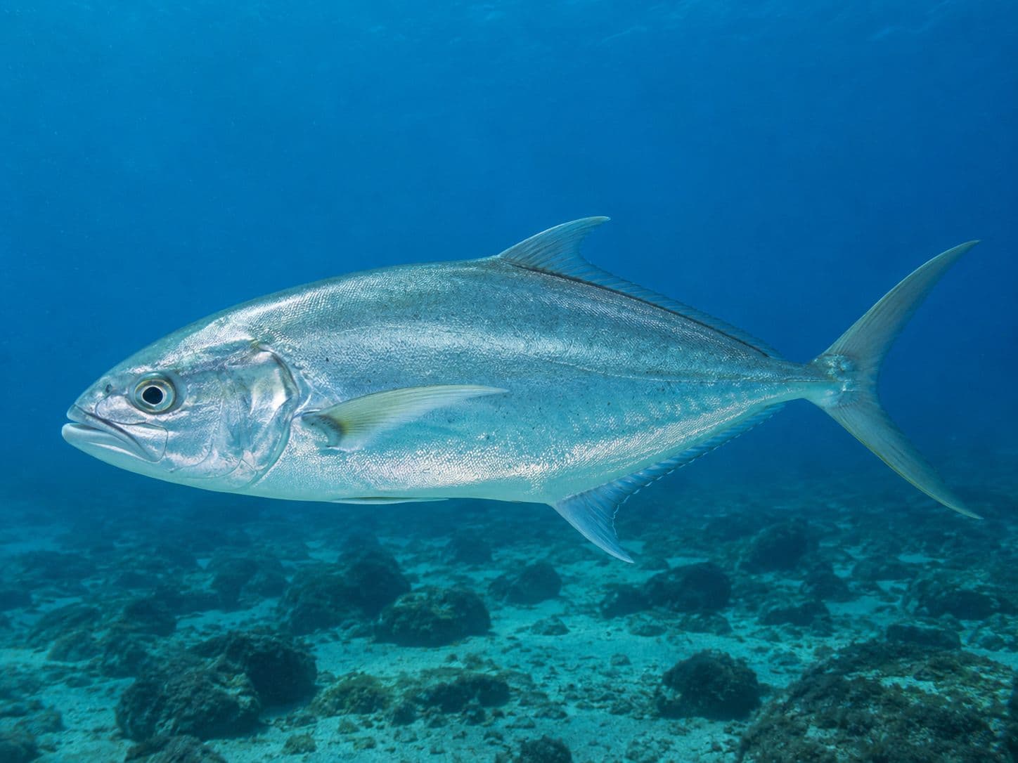 Foto de palometón