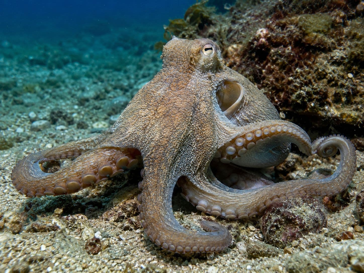 Foto de pulpo