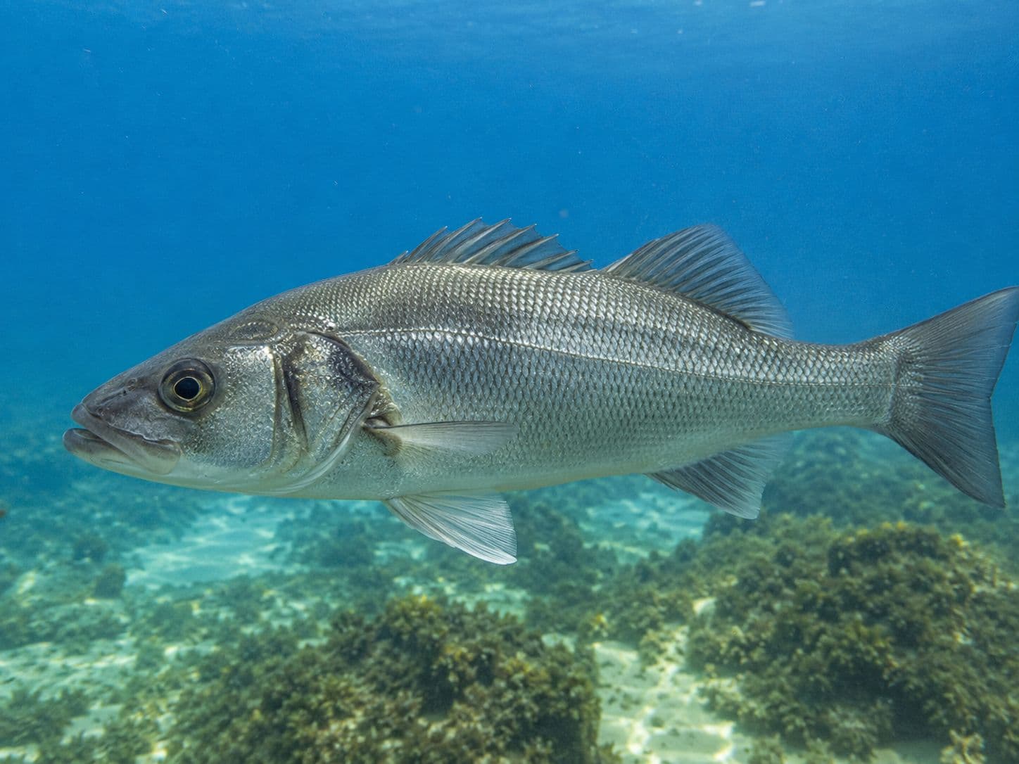 Foto de corvina
