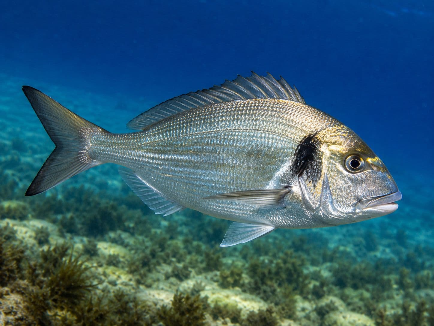 Foto de dorada