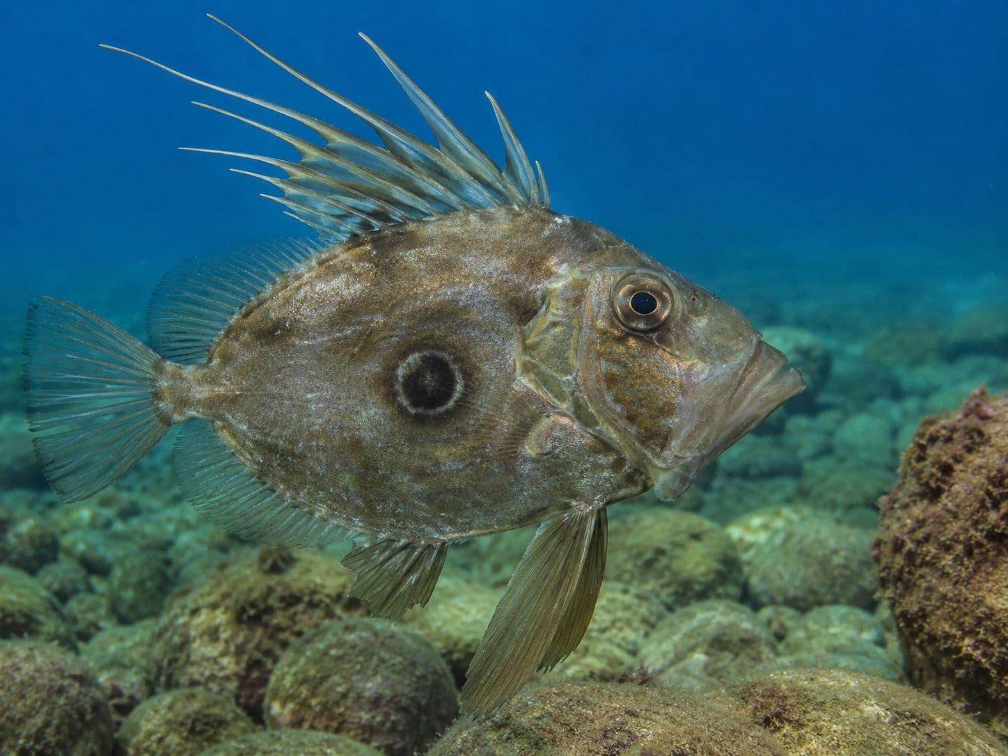 Foto de gallo de san pedro
